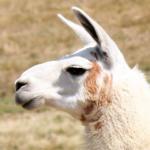Lamka - zdjęcie