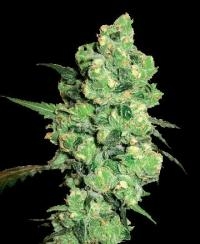 Grzesiek Duda - zdjęcie