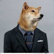Wolf - zdjęcie